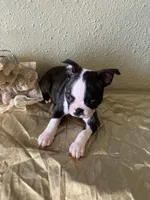 Charlie , a male Boston Terrier for sale in Crowley, CO – Photo 5 of 9