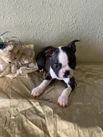 Charlie , a male Boston Terrier for sale in Crowley, CO – Photo 6 of 9