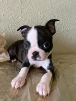 Charlie , a male Boston Terrier for sale in Crowley, CO – Photo 2 of 9