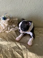 Charlie , a male Boston Terrier for sale in Crowley, CO – Photo 8 of 9