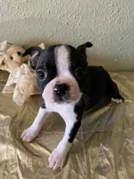 Milo, a male Boston Terrier for sale in Crowley, CO – Photo 4 of 10