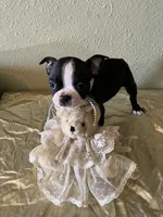 Milo, a male Boston Terrier for sale in Crowley, CO – Photo 10 of 10