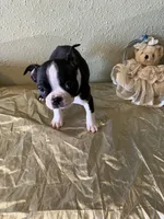Milo, a male Boston Terrier for sale in Crowley, CO – Photo 9 of 10