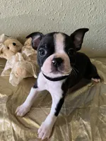 Milo, a male Boston Terrier for sale in Crowley, CO – Photo 3 of 10