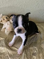 Milo, a male Boston Terrier for sale in Crowley, CO – Photo 5 of 10