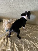 Milo, a male Boston Terrier for sale in Crowley, CO – Photo 7 of 10