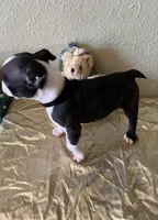 Milo, a male Boston Terrier for sale in Crowley, CO – Photo 2 of 10