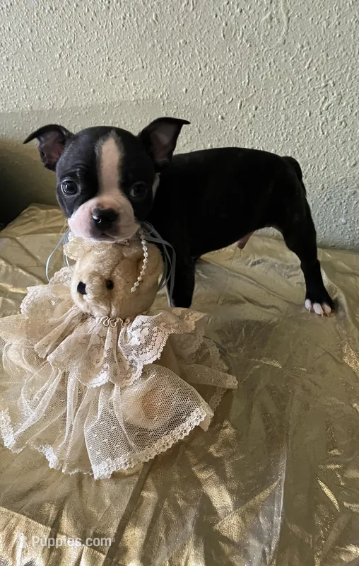 Milo – Boston Terrier puppy for sale in Crowley, CO