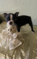 Milo, a male Boston Terrier for sale in Crowley, CO – Photo 1 of 10