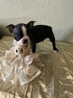 Milo, a male Boston Terrier for sale in Crowley, CO – Photo 6 of 10