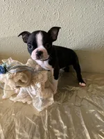 Milo, a male Boston Terrier for sale in Crowley, CO – Photo 8 of 10