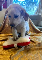 Longmont , a male Australian Cattle Dog and Labrador Retriever for sale in Crowley, CO – Photo 3 of 5