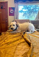 Longmont , a male Australian Cattle Dog and Labrador Retriever for sale in Crowley, CO – Photo 4 of 5