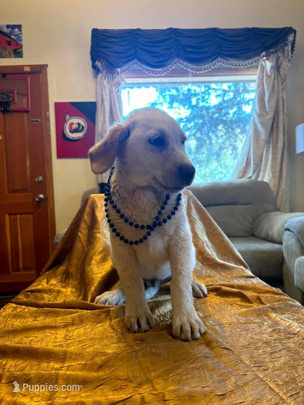 Longmont  – Australian Cattle Dog, Labrador Retriever puppy for sale in Crowley, CO