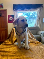 Longmont , a male Australian Cattle Dog and Labrador Retriever for sale in Crowley, CO – Photo 1 of 5