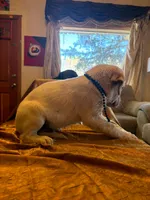 Longmont , a male Australian Cattle Dog and Labrador Retriever for sale in Crowley, CO – Photo 5 of 5