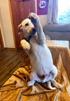Longmont , a male Australian Cattle Dog and Labrador Retriever for sale in Crowley, CO – Photo 2 of 5