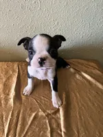 Bella, a female Boston Terrier for sale in Crowley, CO – Photo 2 of 10