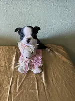 Bella, a female Boston Terrier for sale in Crowley, CO – Photo 9 of 10