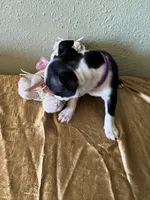 Bella, a female Boston Terrier for sale in Crowley, CO – Photo 8 of 10