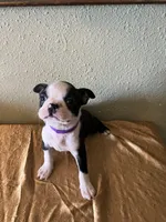 Bella, a female Boston Terrier for sale in Crowley, CO – Photo 6 of 10
