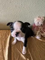 Bella, a female Boston Terrier for sale in Crowley, CO – Photo 3 of 10