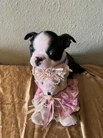 Bella, a female Boston Terrier for sale in Crowley, CO – Photo 7 of 10