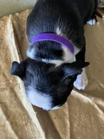 Bella, a female Boston Terrier for sale in Crowley, CO – Photo 10 of 10