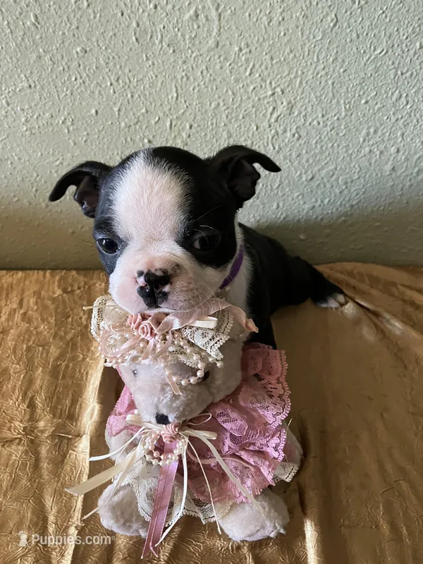 Bella – Boston Terrier puppy for sale in Crowley, CO