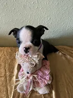 Bella, a female Boston Terrier for sale in Crowley, CO – Photo 1 of 10