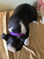 Bella, a female Boston Terrier for sale in Crowley, CO – Photo 5 of 10