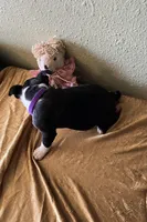 Bella, a female Boston Terrier for sale in Crowley, CO – Photo 4 of 10