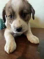 Artemis, a female Border Collie and Siberian Husky for sale in Crowley, CO – 2 of 9