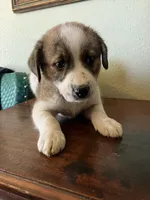Artemis, a female Border Collie and Siberian Husky for sale in Crowley, CO – 1 of 9