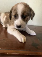 Artemis, a female Border Collie and Siberian Husky for sale in Crowley, CO – 7 of 9