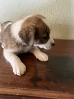 Artemis, a female Border Collie and Siberian Husky for sale in Crowley, CO – 9 of 9
