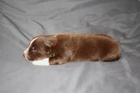 Justice, a male Australian Shepherd for sale in Marshall, IN – 2 of 4
