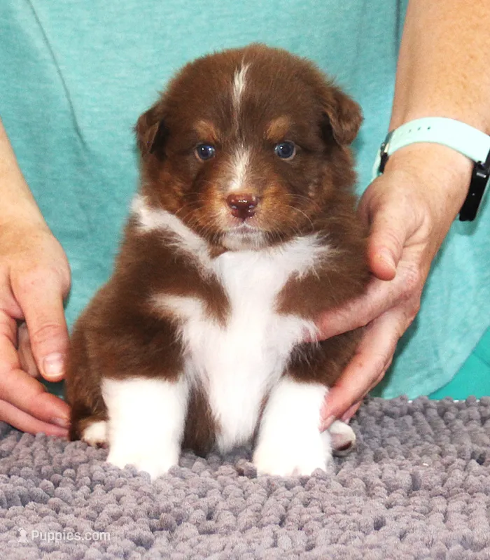 Courage – Australian Shepherd puppy for sale in Marshall, IN