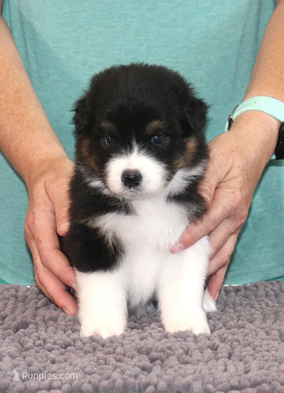 Hero – Australian Shepherd puppy for sale in Marshall, IN