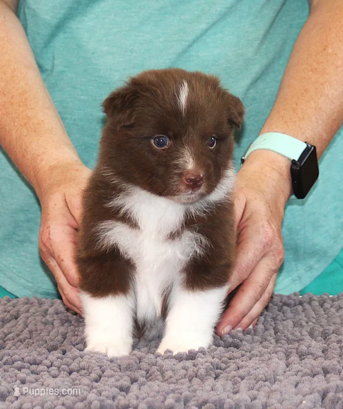 Honor – Australian Shepherd puppy for sale in Marshall, IN