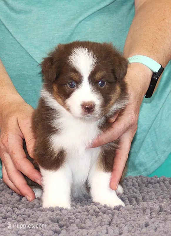 Liberty – Australian Shepherd puppy for sale in Marshall, IN