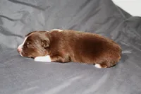 Harmony, a female Australian Shepherd for sale in Marshall, IN – 2 of 4