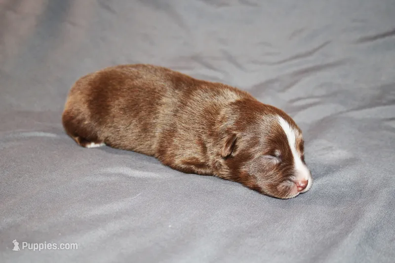 Justice – Australian Shepherd puppy for sale in Marshall, IN