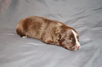Justice, a male Australian Shepherd for sale in Marshall, IN – 1 of 4
