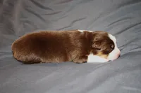 Liberty, a female Australian Shepherd for sale in Marshall, IN – 2 of 4