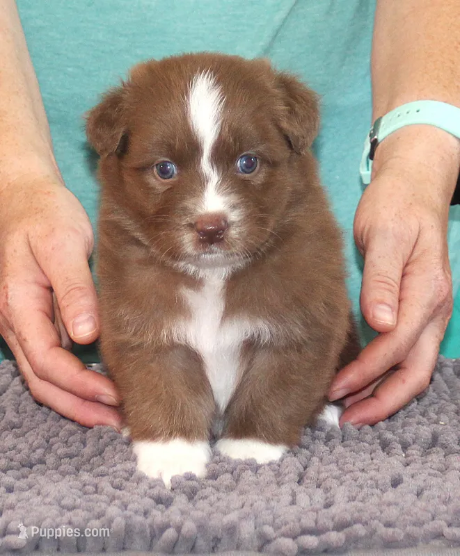 Freedom – Australian Shepherd puppy for sale in Marshall, IN