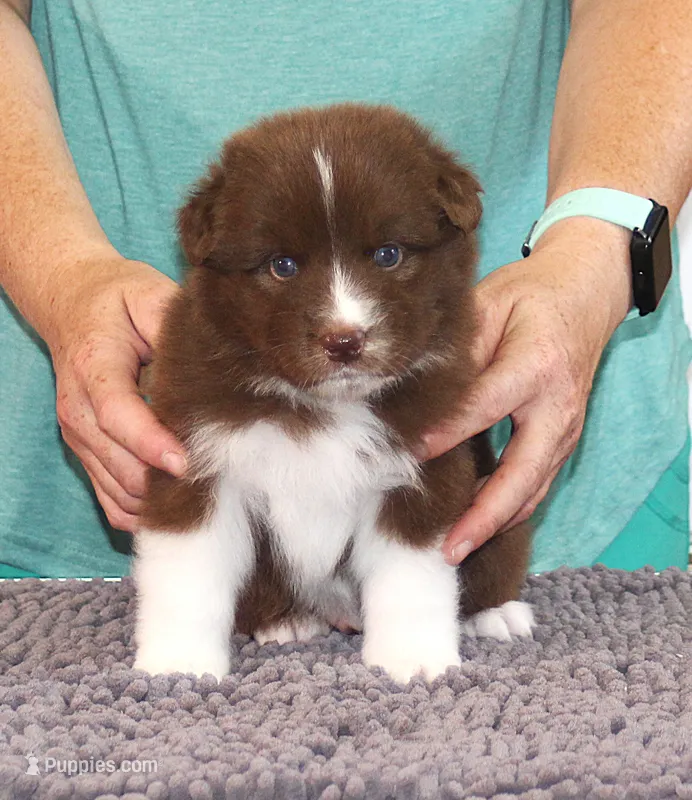 Valor – Australian Shepherd puppy for sale in Marshall, IN