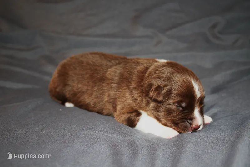 Valor – Australian Shepherd puppy for sale in Marshall, IN