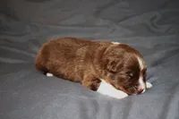 Valor, a male Australian Shepherd for sale in Marshall, IN – 1 of 4