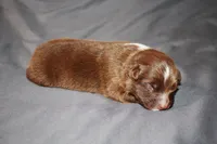 Honor, a female Australian Shepherd for sale in Marshall, IN – 2 of 4